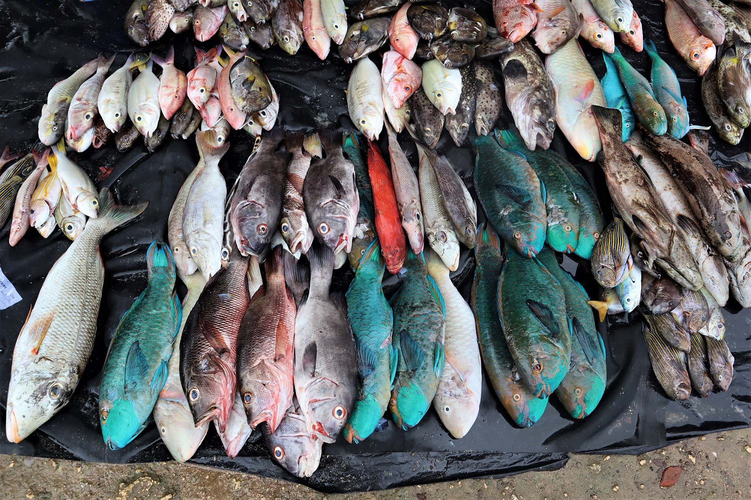 Fot. 1. Fish market in Kavieng, New Ireland Province, Papua New Guinea (Bart Napierala)