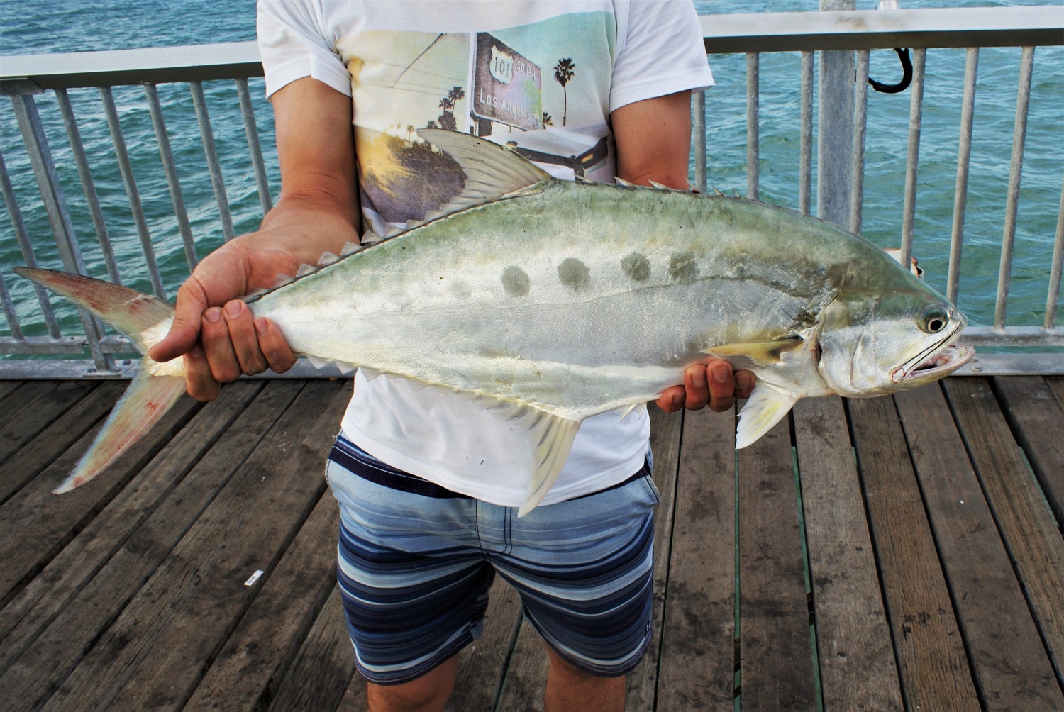 Fot. 1. Queenfish (fot. Bart Napierala)