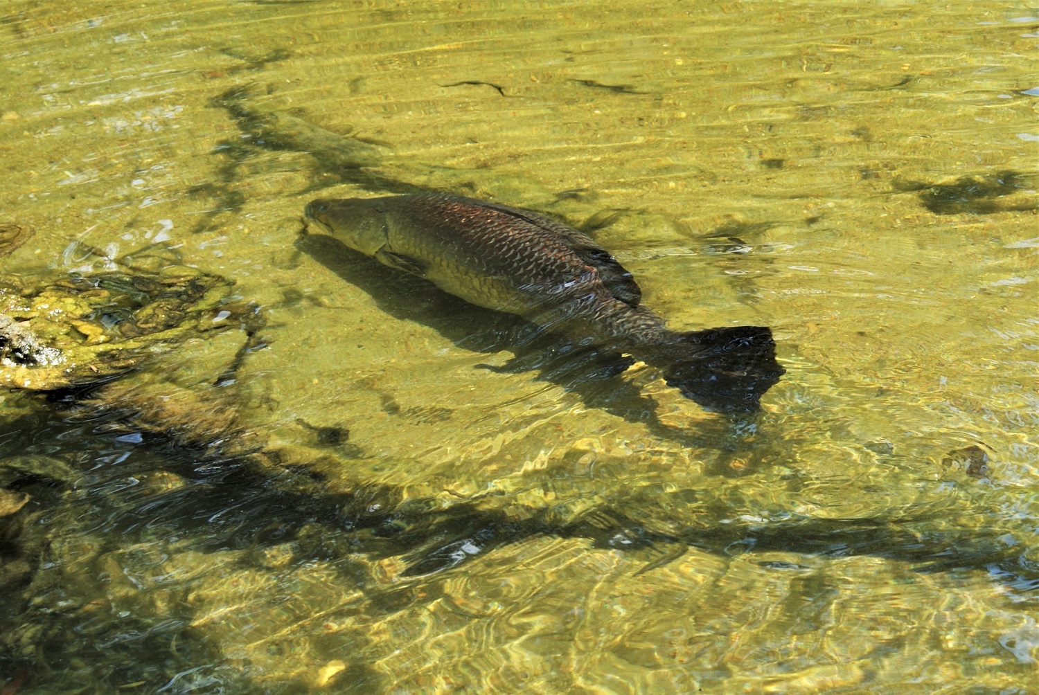Fot. 2. Barramundi (fot. Bart Napierala)