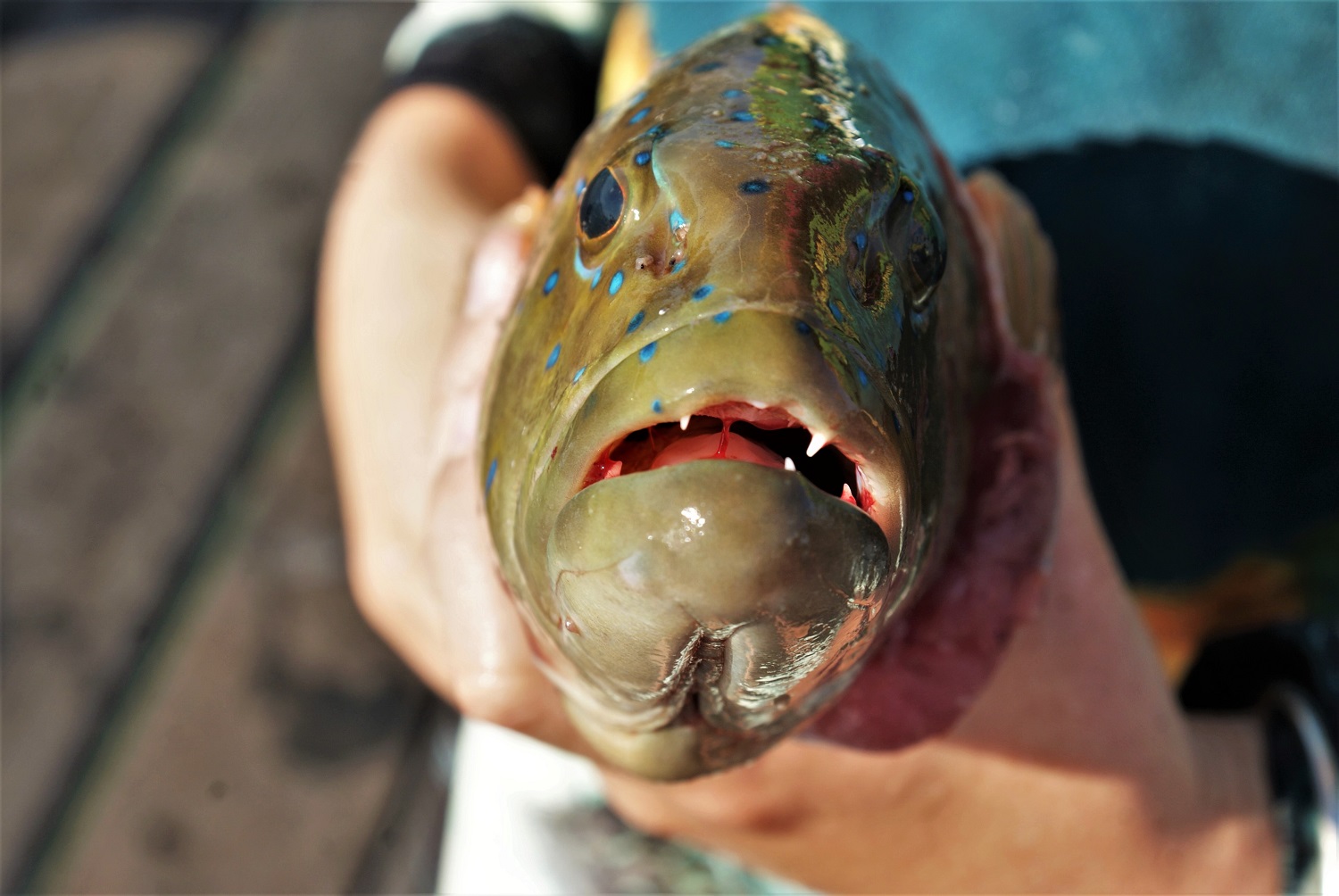 Fot. 3. Coral Trout (fot. Bart Napierala)