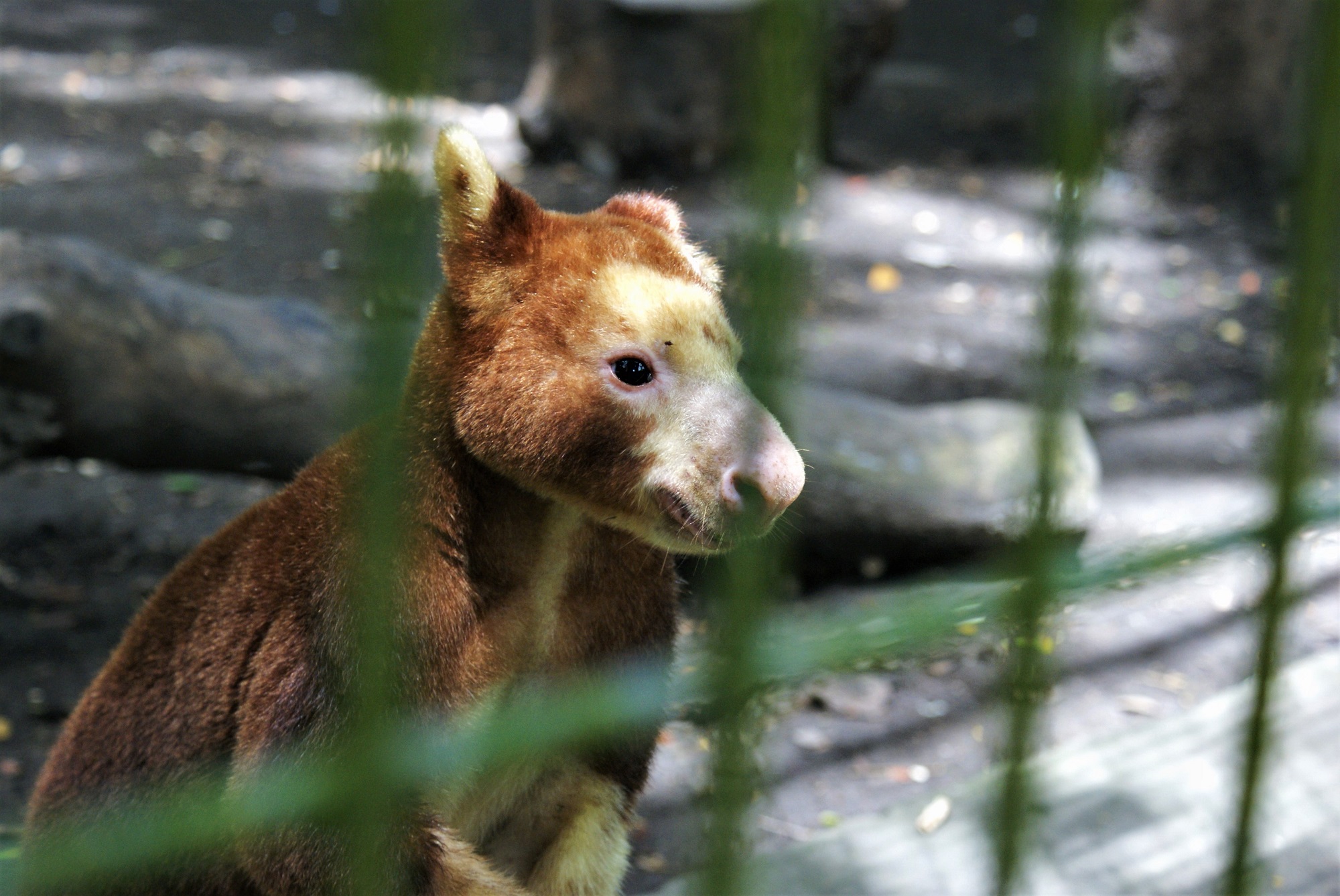 Fot. 3. Kangur drzewny w Nature Park, Port Moresby, Papua Nowa Gwinea (fot. Bart Napierala)
