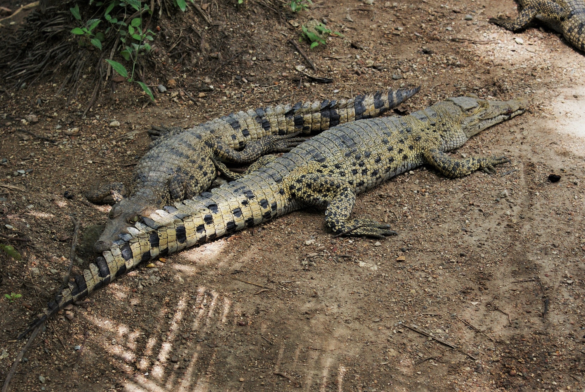 Fot. 5. Słodkowodne krokodyle w Nature Park, Port Moresby, Papua Nowa Gwinea (fot. Bart Napierala)